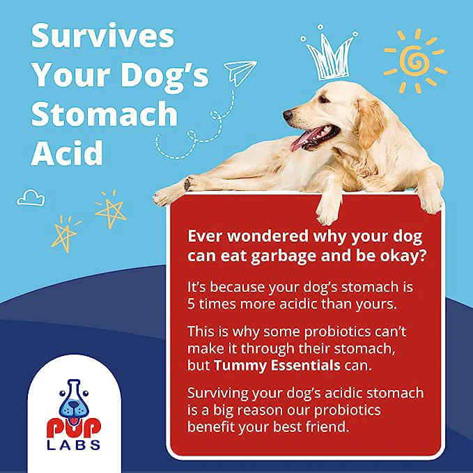 Tummy Essentials Digestive Chews - Image 4
